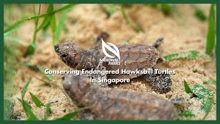 NParks Portraits | Conserving Endangered Hawksbill Turtles In Singapore