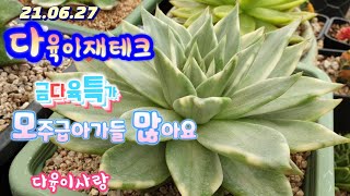 다육이사랑3탄/다육이 재테크/금다육/특가세일/보러오세요/택배 010 6301 7814(Korean succulent plants)