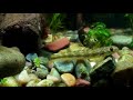 freshwater clown goby sicyopterus griseus