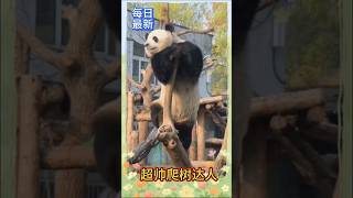 [每日最新]💖超帅爬树达人！🐼萌兰 #大熊猫 #my cute panda