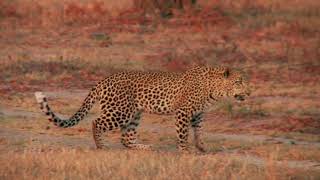LEOPARD! Predatory leopard / animals / 1080 Hd