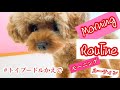 もみちゃんも参加⁉️毎日恒例の朝のスイッチオン　モーニングルーティン‼️保護犬ミニチュアダックスとトイプードル2匹の多頭飼いの家　ダイエット