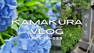 #4 【vlog】一緒に鎌倉･明月院の紫陽花の世界に浸りませんか？