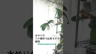 胡蝶蘭ビニール空中栽培Phalaenopsis orchid －aeroponics