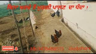 ਬਿਨਾ ਖਰਚੇ ਦੇ ਮੁਰਗੀ ਪਾਲਣ ਦਾ ਧੰਦਾ ।                 Gill farm Bathinda alla. Mb.9478488573