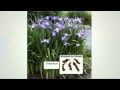 Cottage Farms 5-pc Butterfly Japanese Iris Collection with Jacque Gonzales