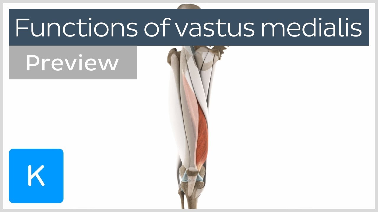 Functions Of The Vastus Medialis Muscle (preview) - Human 3D Anatomy ...