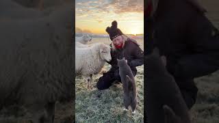 Amazing bond between Caroline \u0026 Phoebe the sheep, of course our cat of the day  Violet joined in