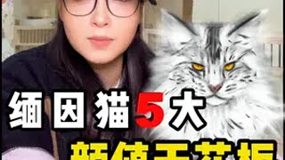 不同花色的缅因猫有什么不同？多少钱一只？ 新手养猫 缅因猫 缅因库恩猫 银虎缅因 棕虎斑缅因猫