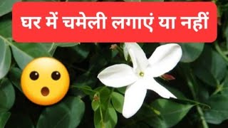 घर में चमेली का पौधा शुभ है या नहीं | चमेली को किस दिशा में लगाएं