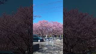 WAOW INDAHNYA BUNGA SAKURA DI JEPANG #shortvideo #trending #virals #jepang #sakura