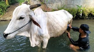 waktunya mandiin sapi di sungai || kehidupan di pedesaan