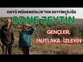 ODTÜ MÜHENDİSLİKTEN ZEYTİNCİLİĞE  / 160 DÖNÜM ZEYTİNLİK AMA ÜRÜNÜNÜ TÜCCARA VERMİYOR