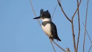 male Belted Kingfisher calls