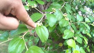 My Jujube Tree is Flowering and Fruiting Backyard in Central Florida