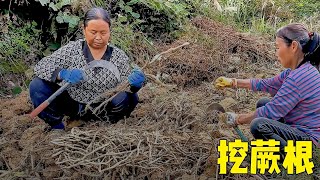 挖蕨粑季节来了，小娟翻山越岭也要去看，吃个蕨粑太不容易了【贵州小娟】#youtube發燒影片流行榜 ＃農村 ＃农村美食 #田园生活