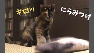 【新しいおもちゃ】気性の激しい子猫、ダンシングフィッシュをやっつける  Vol.56