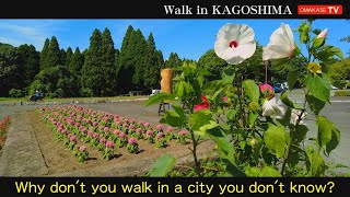 DJI Pocket 2　鹿児島都市農業センター　市民農園ゾーン ひまわり畑   水生植物園　Walk in Kagoshima おまかせテレビ