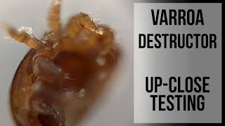 Varroa Destructor Up-Close Testing: Performing mite testing on several colonies in the apiary.