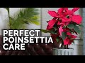 How to Care For Poinsettias (And Make Them Bloom Next Year)