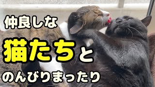 【癒し猫動画】仲良しな猫たちにゆったりと癒される【Healing cat video】Relax and be healed by friendly cats【癒し 猫】