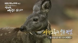 KBS 파노라마 한반도 야생은 살아있다 - 4편 사향노루의 슬픈 전설 ㅣ KBS방송