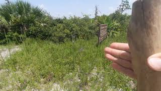 Camphorweed and Chapman's Blazing Star!