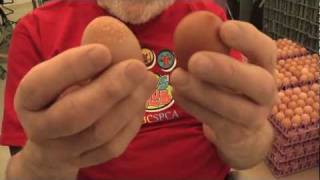 7. Egg Facts .mov