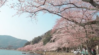 桜名所　奥琵琶湖　海津大崎➜➜つづら尾崎　往路ノンストップ桜並木 その２