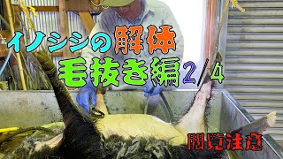 【閲覧注意】イノシシ解体20.02.10その2