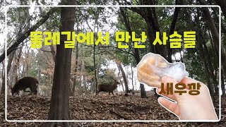 사슴과의 특별한 만남! 순천 봉화산 둘레길 탐방