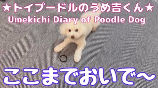 ここまでおいで〜 ★トイプードルのうめ吉くん(1234日目)★Umekichi Diary of Poodle Dog