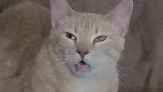 When the catnip hits