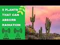 5 Plants That Can Absorb Electromagnetic Radiation | Anti Radiation Plants | Free Time Gardening