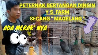 PETERNAK HANDAL BERTANGAN DINGIN ( PUYUH HIAS DAN MERAK) SECANG KAB MAGELANG