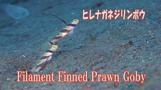 ヒレナガネジリンボウ　Filament Finned Prawn Goby