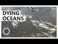 Oceans running out of oxygen as world heats up - TomoNews