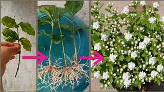How To Grow Mogra Cuttings  With 100% Success|Grow Mogra Cutting | Mogra Jasmine  Care| Flower