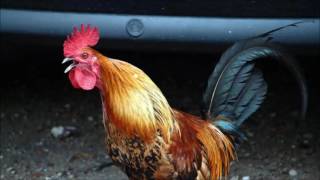 Animal sounds: Chicken clucking