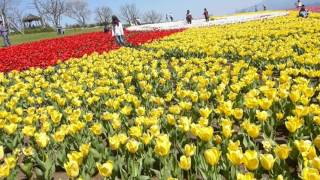 久住花公園のチューリップ