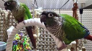 7 hours of conure parakeet singing and calling sounds