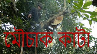 মৌচাক কাটার কৌশল ।। মৌচাক কাটার অসাধারন ভিডিও