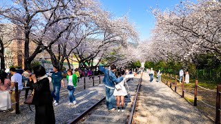 🌸KOREA JINHAE cherry blossom festival | Gyeonghwa Station \u0026 Jinhae Central Market\u0026 Jungwon Rotary