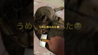 朝のブラッシングで怒る😡うめ #cat #猫のいる暮らし #ブラシは敵なのか？ #ブラッシングタイム #怒られた