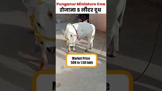 Punganur Cow: छोटी गायों की ख़ास नस्ल, जो बड़े काम की हैं | World's Smallest Cow Breed #Shorts