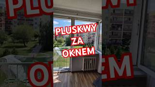 Pluskwy za oknem w gnieździe jaskółczym. - mgr Łukasz Bula - Zwalczanie Pluskiew na Śląsku