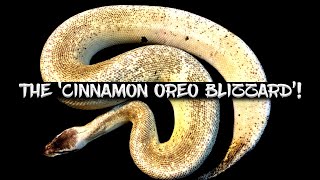The 'Cinnamon Oreo Blizzard' Ball Python!