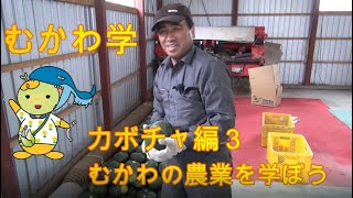 むかわ学【むかわの農業を学ぼう】カボチャ編３