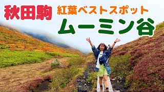 【秋田駒ケ岳・後編】日本屈指の紅葉スポット！秋田駒ケ岳のムーミン谷を再訪…！