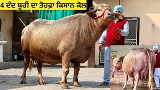 ਆਮ ਸੱਜਣ ਕੋਲ 4 ਦੰਦ ਬੂਰੀ ਝੋਟੀ 2 ਦੰਦ ਦਾ 16kg ਦਾ ਰਿਕਾਰਡ ਬੂਰੇ ਰਾਂਝੇ ਤੋਂ ਗੱਬਣ ਨਾਲ 14kg ਤਿਆਰ ਦੁੱਧ 2ਸੂਆ ਵੱਛੀ